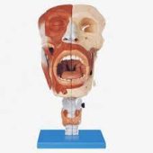 Nasal Oral Pharynx and Larynx about Head Anatomical Model