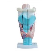 Natural Size Human Larynx Joint Simulation Model