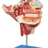 Nerves and vessels in the Facial skull Human Anatomy model training model