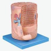 skeletal muscle fiber with motor end plate model