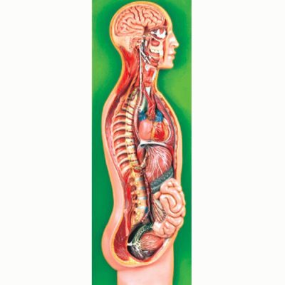 Sympathetic Nervous System Model