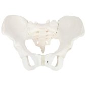 White Adult Female Pelvis Model, For Medical College