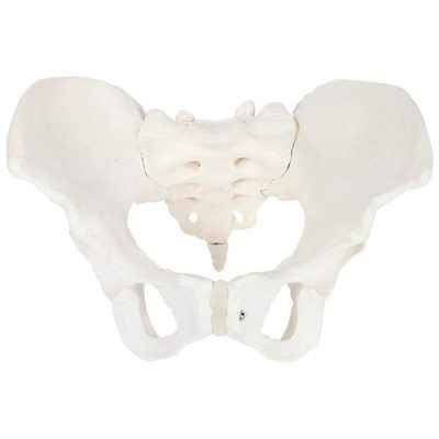 White Adult Female Pelvis Model, For Medical College