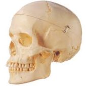 Adult skull Human Anatomy Model life size