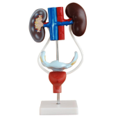 Advanced quality Plastic Female Urogenital System anatomical model