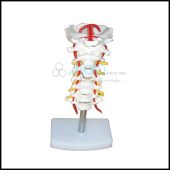 Cervical Vertebral Column with Neck Artery