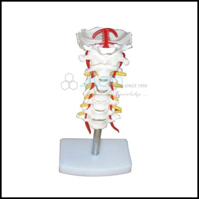 Cervical Vertebral Column with Neck Artery