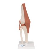 Functional Human Knee Joint Model