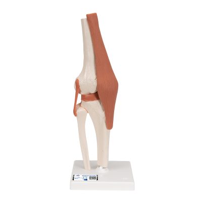 Functional Human Knee Joint Model