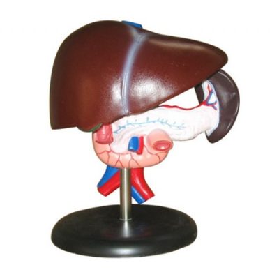 human liver pancreas and duodenum model