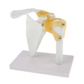 Life-Size Functional Anatomical Model of Human Shoulder Joint