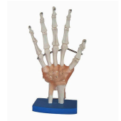 life size functional human hand joint