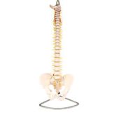 life-size human vertebral column with pelvis flexible