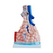 magnified pulmonary alveoli model