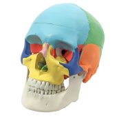 model of adult skull life-size colored bones