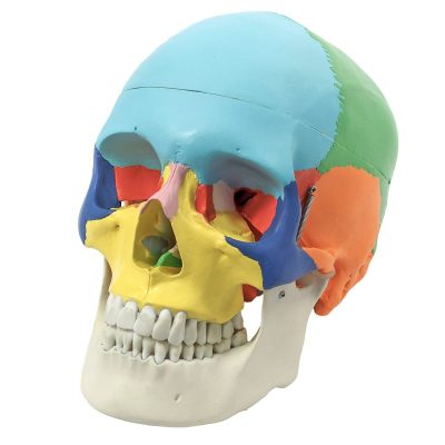 model of adult skull life-size colored bones