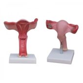 natural uterus model megmedius medical