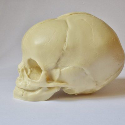 Real Size Fetus Skull Natural Bone Color